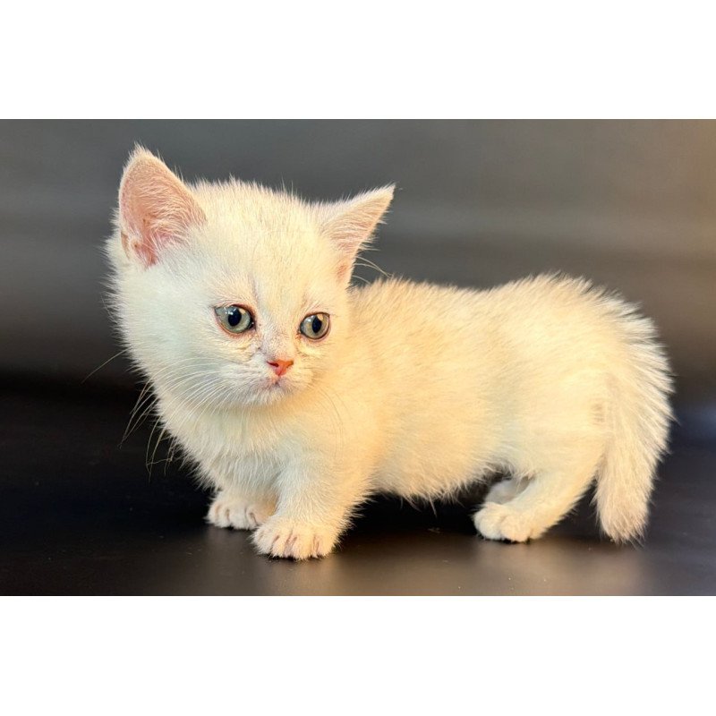 Munchkin Rusty