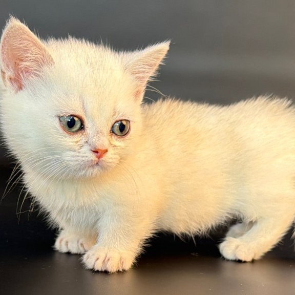 Munchkin Rusty