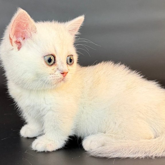 Munchkin Rusty