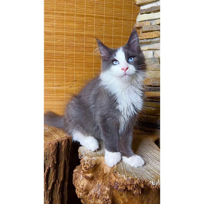 Maine Coon Lel
