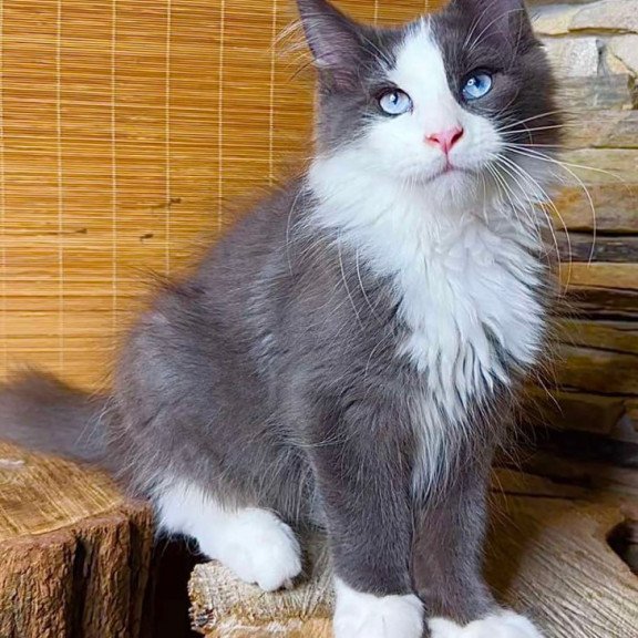 Maine Coon Lel