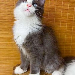 Maine Coon Lel
