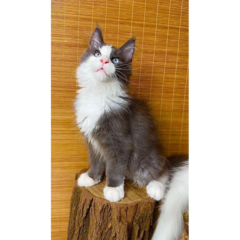 Maine Coon Lel