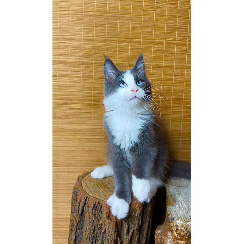 Maine Coon Lel