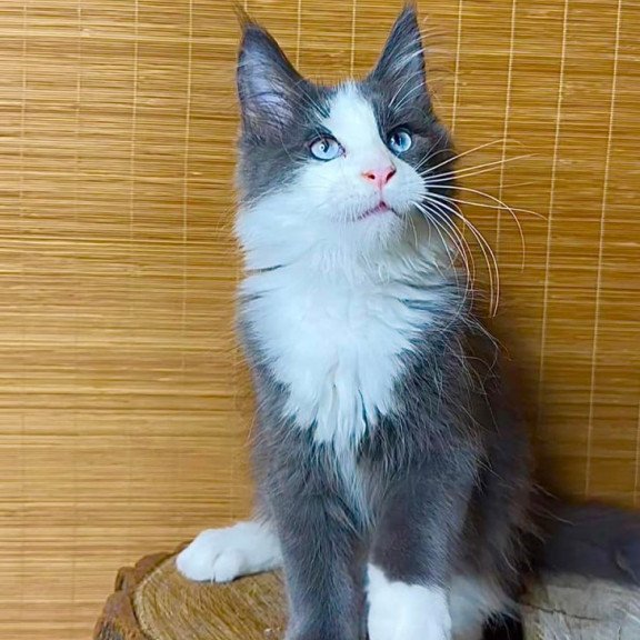 Maine Coon Lel