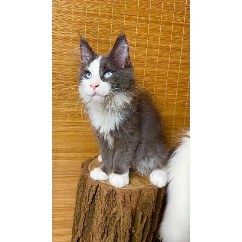 Maine Coon Lel