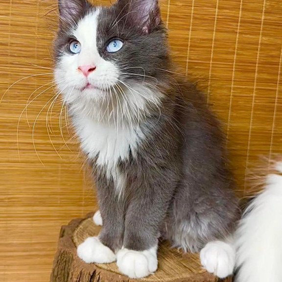 Maine Coon Lel