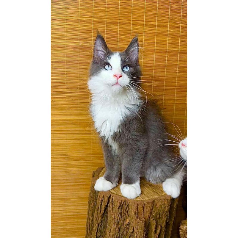 Maine Coon Lel