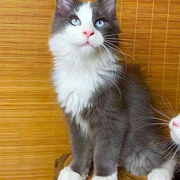 Maine Coon Lel