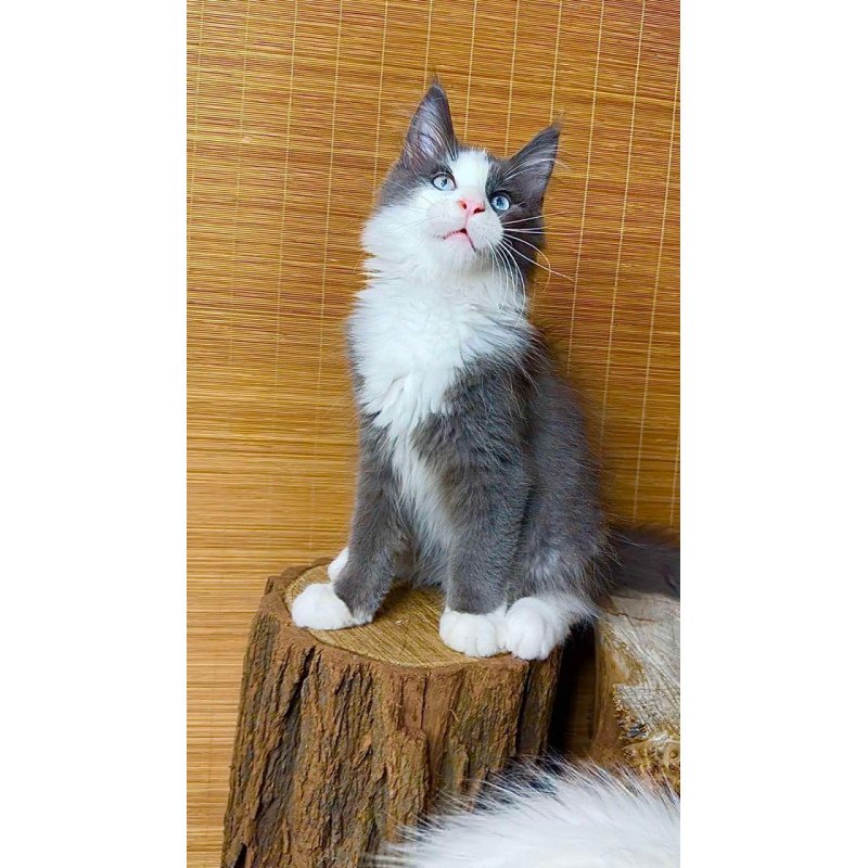 Maine Coon Lel