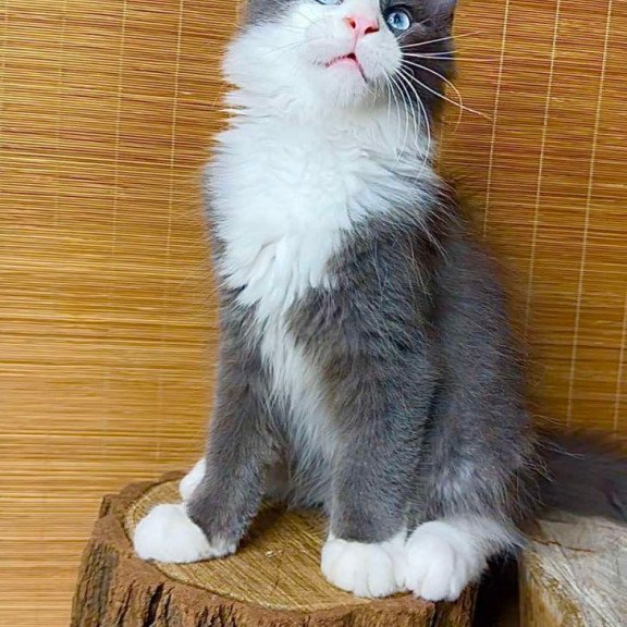 Maine Coon Lel