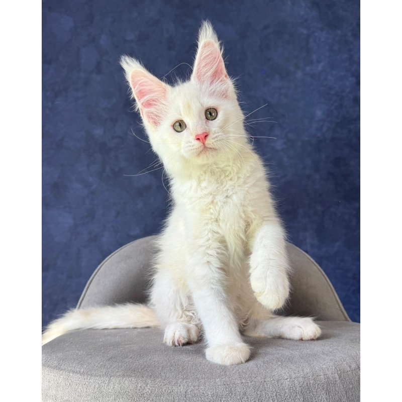 Maine Coon NOV Sangro