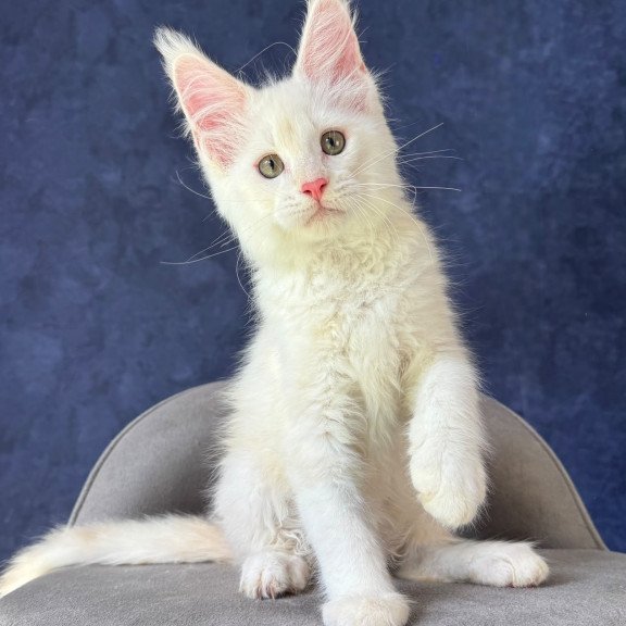 Maine Coon NOV Sangro
