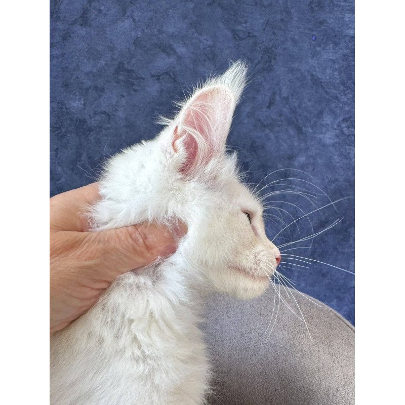 Maine Coon NOV Sangro