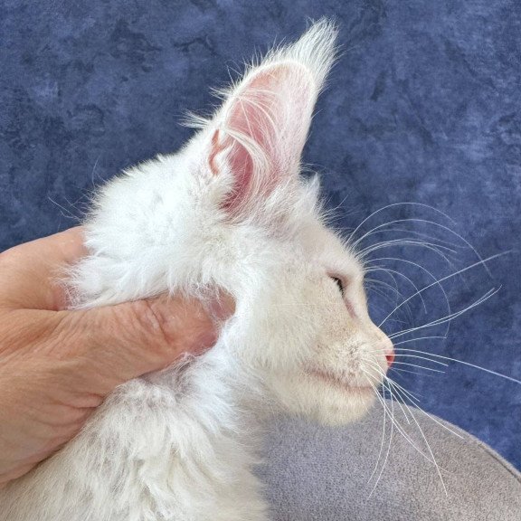 Maine Coon NOV Sangro