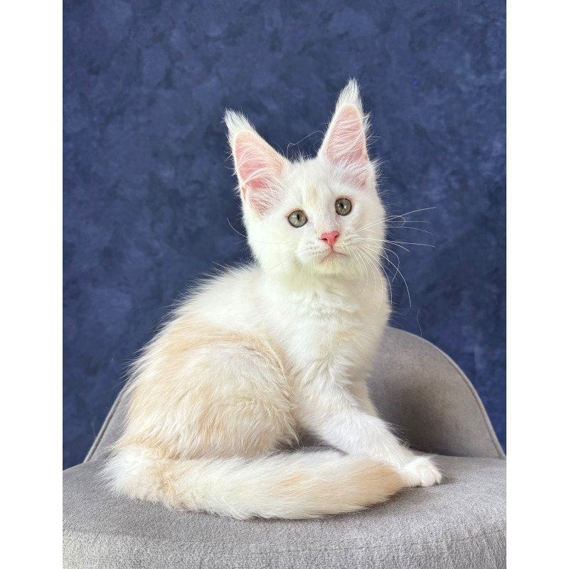 Maine Coon NOV Sangro