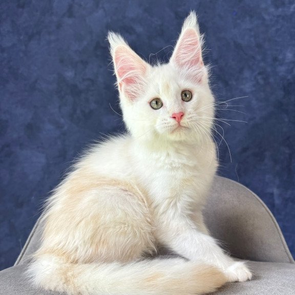Maine Coon NOV Sangro