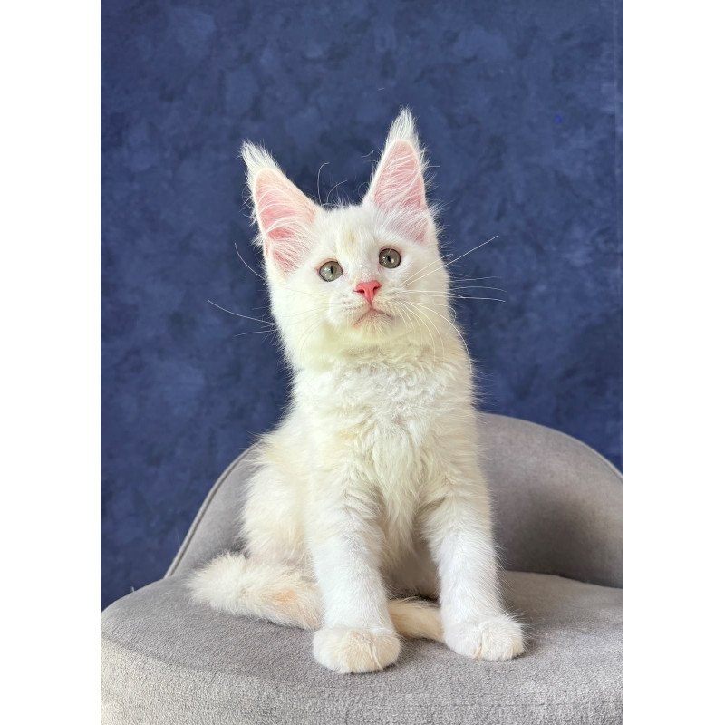 Maine Coon NOV Sangro