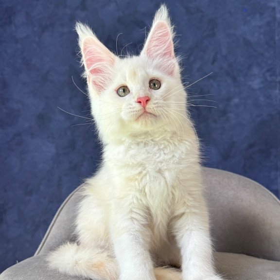Maine Coon NOV Sangro