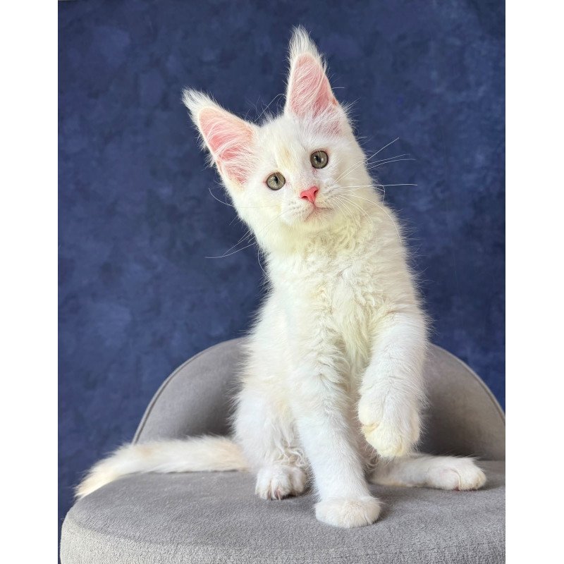 Maine Coon NOV Sangro