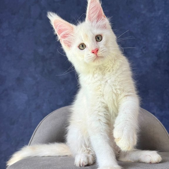 Maine Coon NOV Sangro