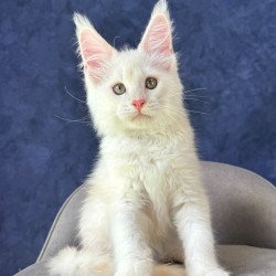 Maine Coon NOV Sangro