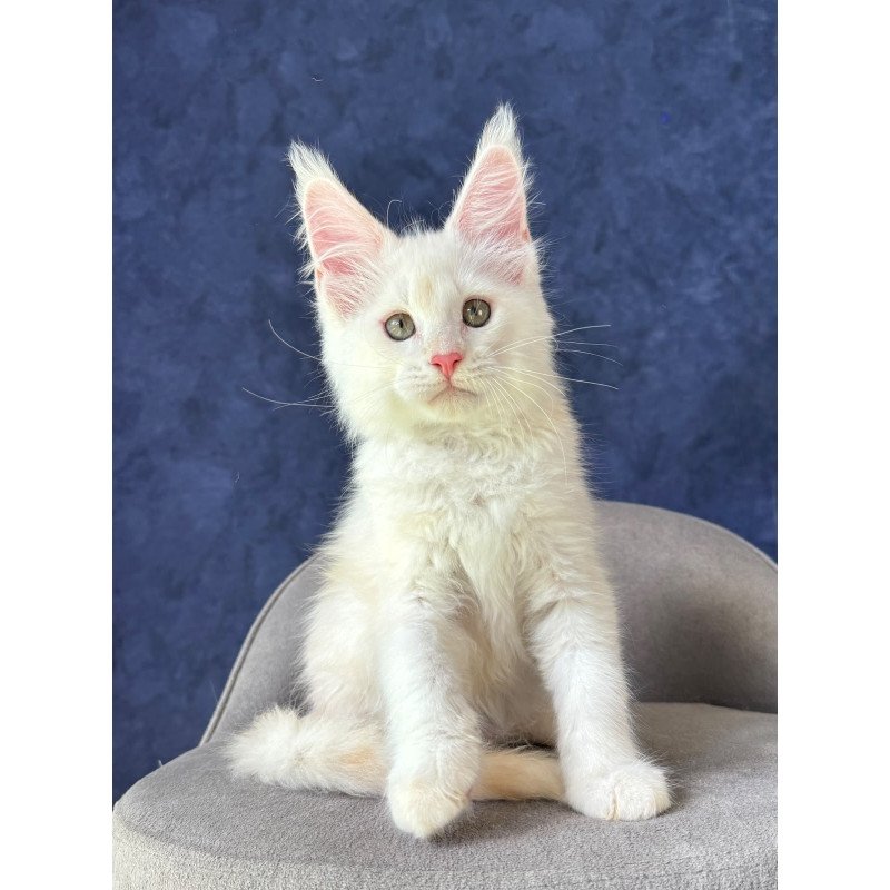 Maine Coon NOV Sangro