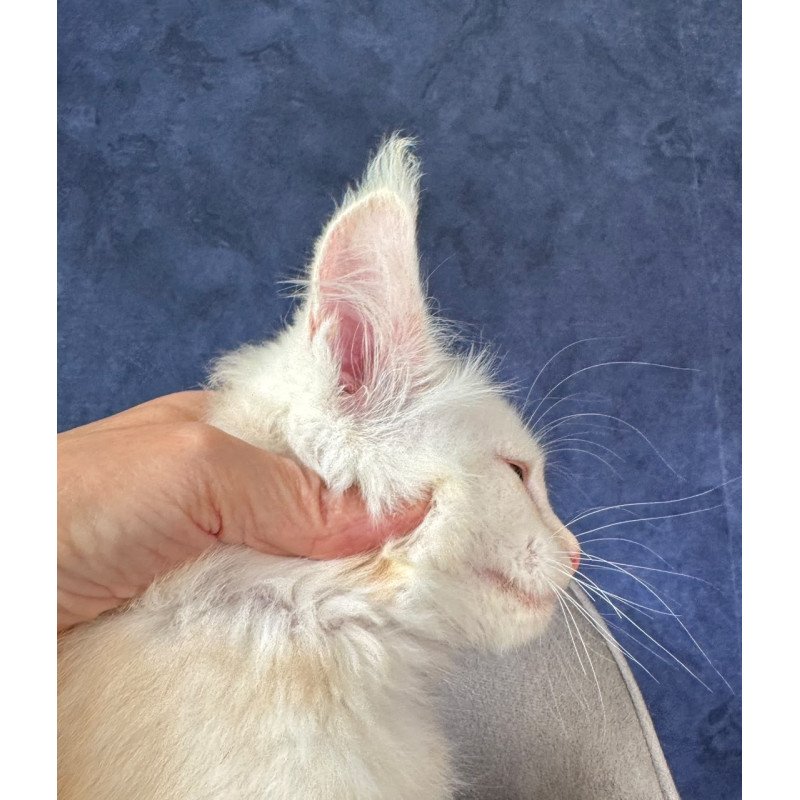 Maine Coon NOV Sakson