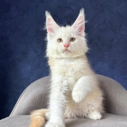 Maine Coon NOV Sakson