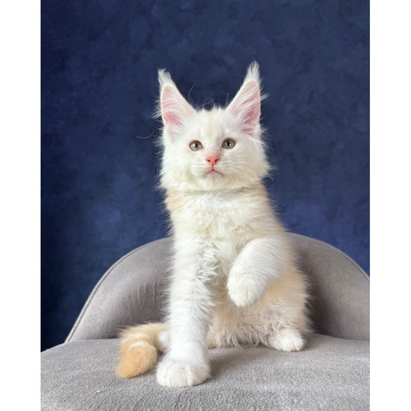 Maine Coon NOV Sakson