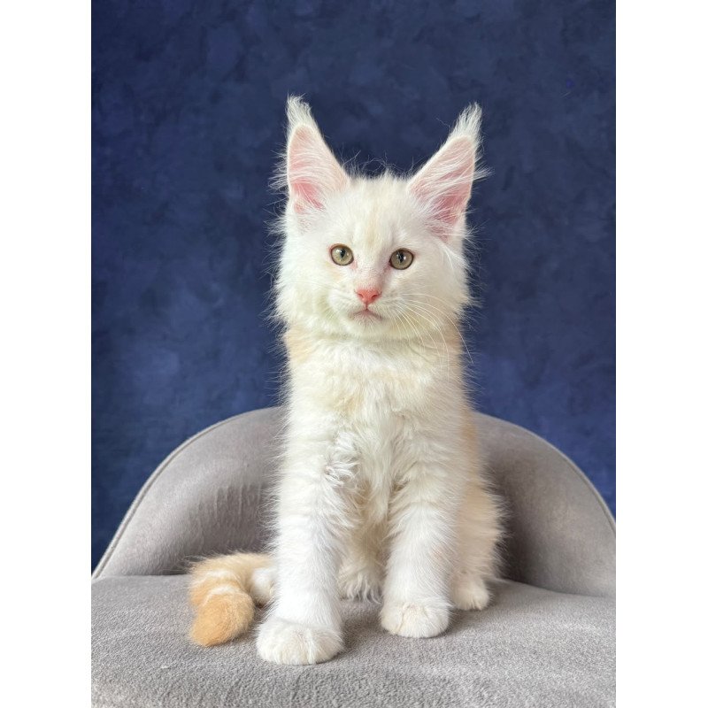 Maine Coon NOV Sakson