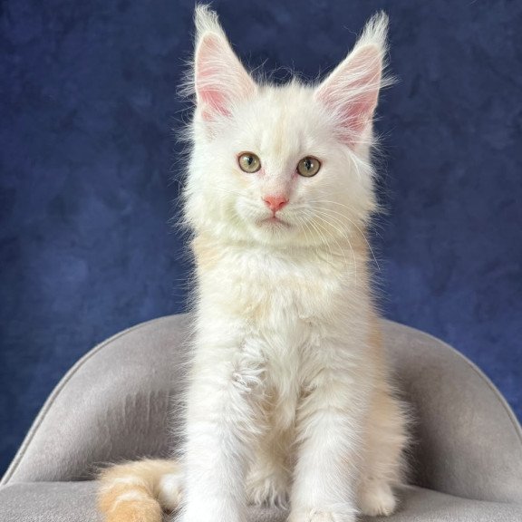 Maine Coon NOV Sakson