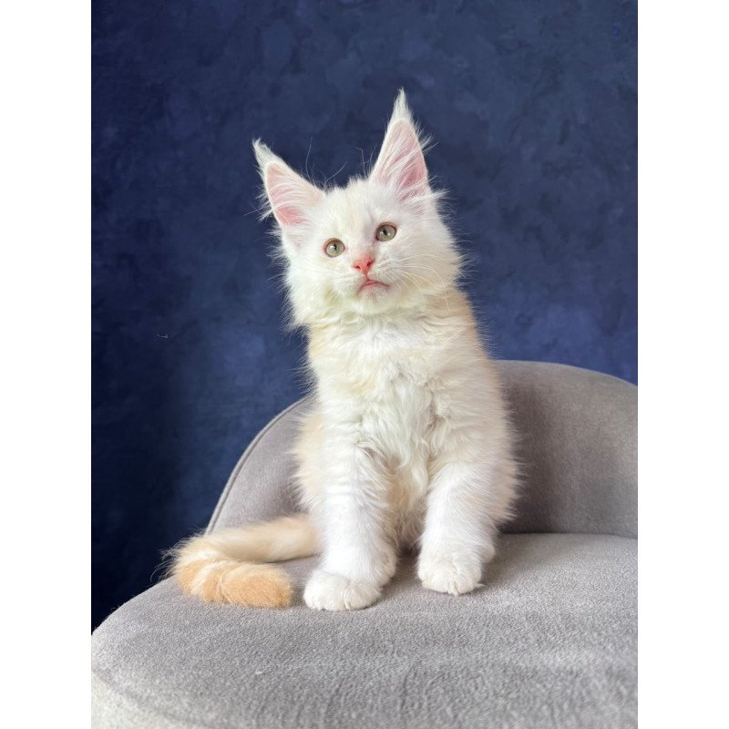 Maine Coon NOV Sakson