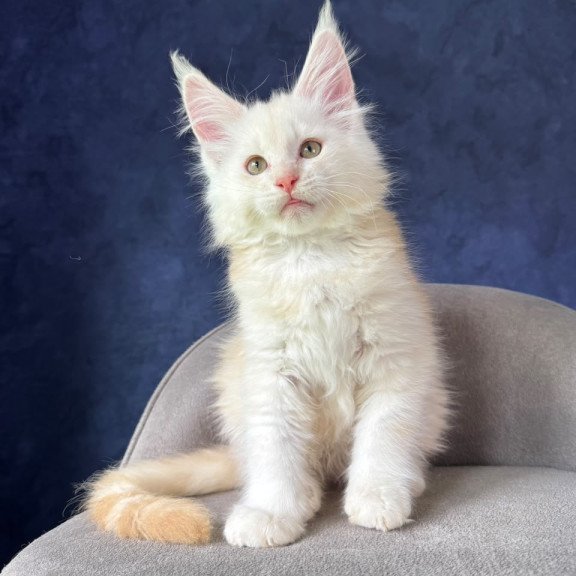 Maine Coon NOV Sakson