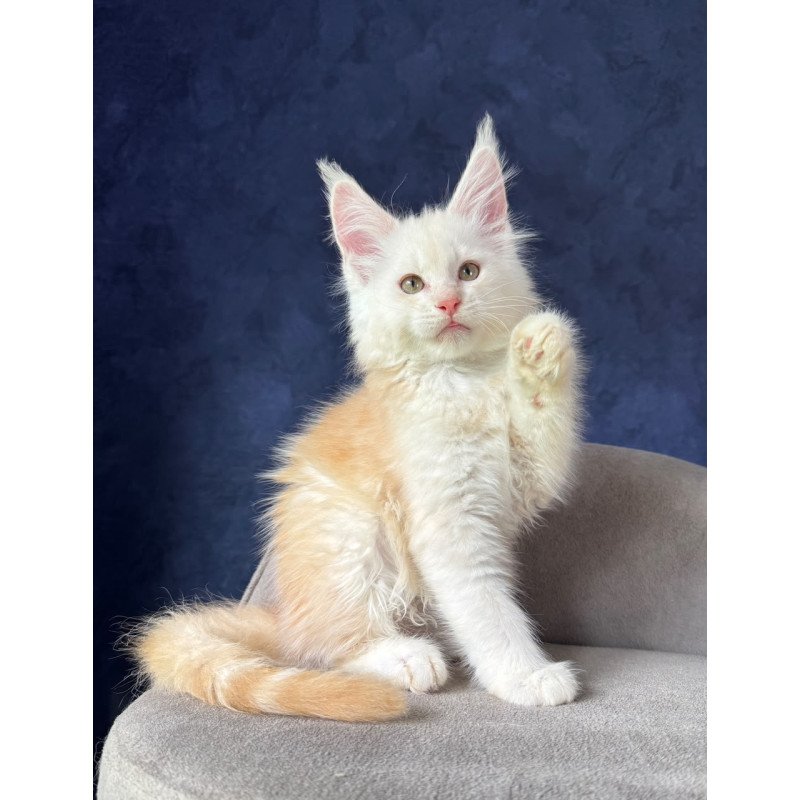 Maine Coon NOV Sakson