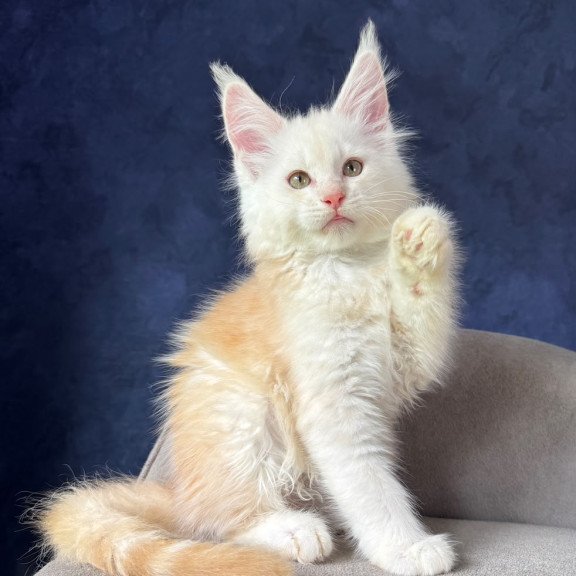 Maine Coon NOV Sakson