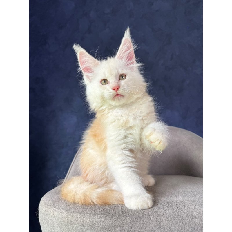 Maine Coon NOV Sakson