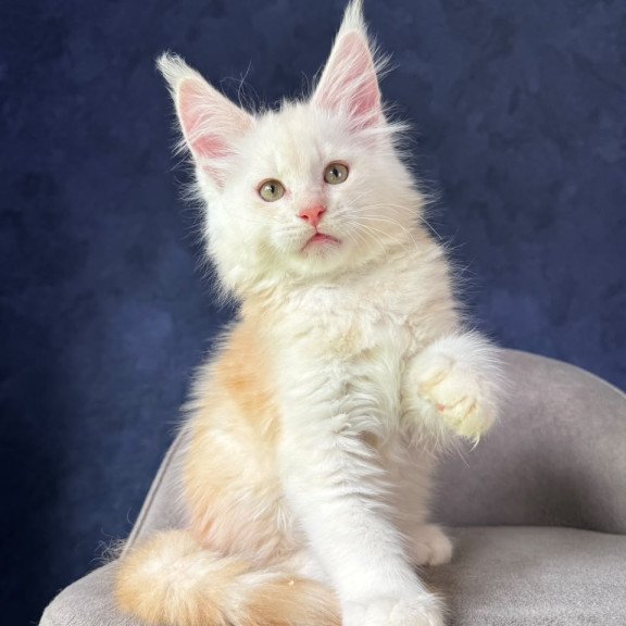 Maine Coon NOV Sakson