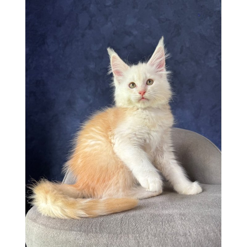 Maine Coon NOV Sakson