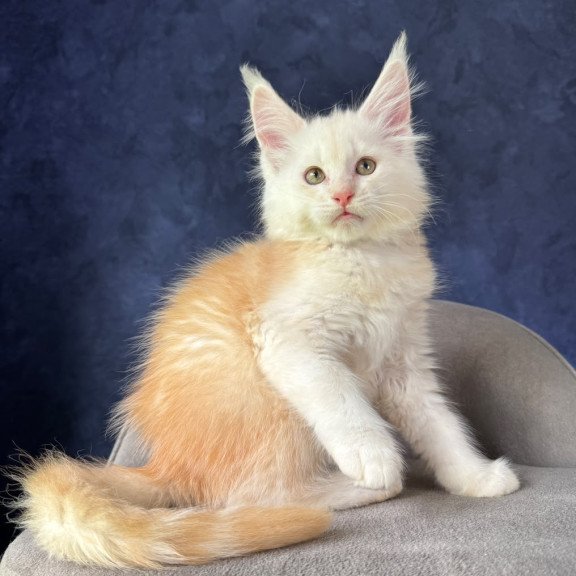 Maine Coon NOV Sakson