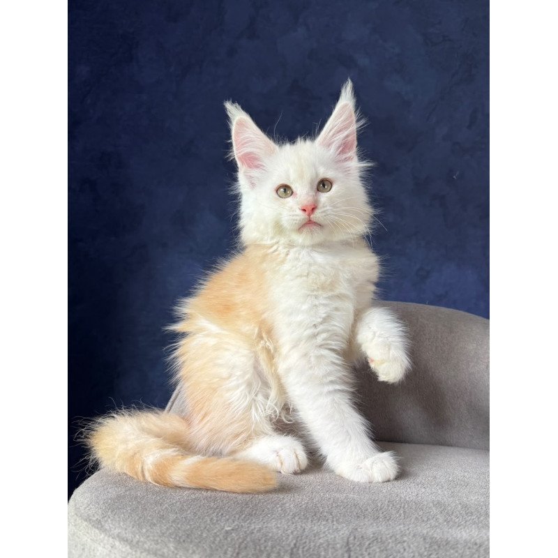 Maine Coon NOV Sakson