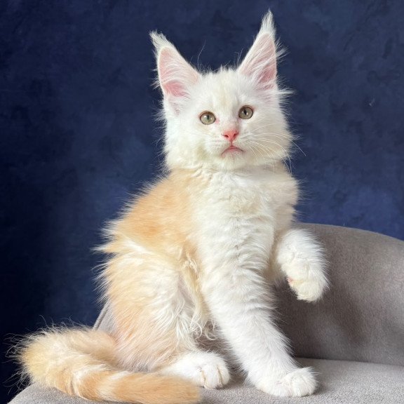 Maine Coon NOV Sakson