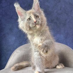 Maine Coon NOV Siri