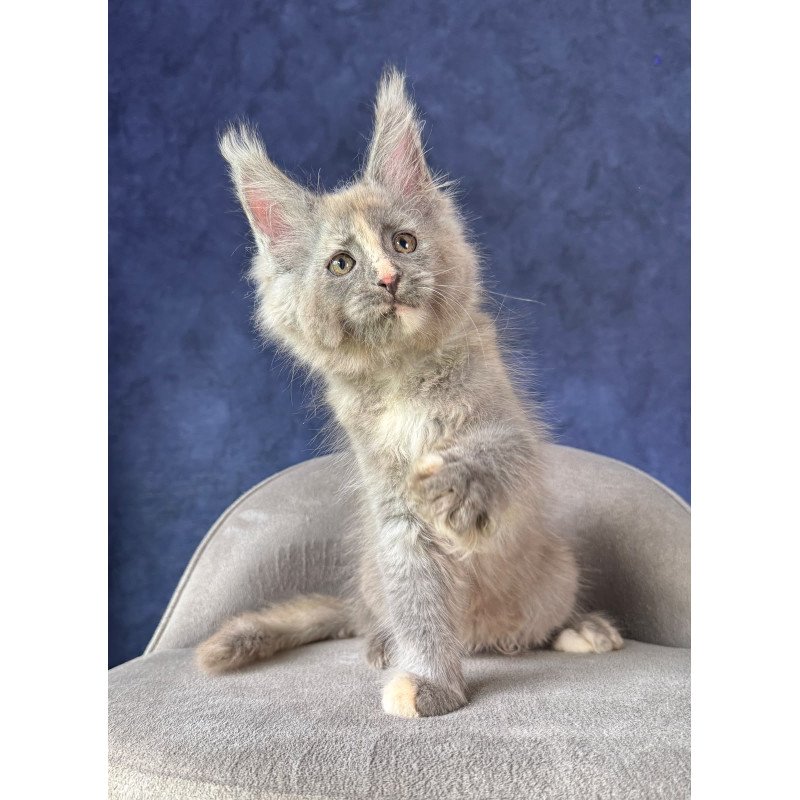 Maine Coon NOV Siri