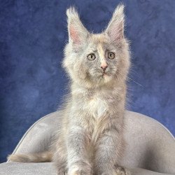 Maine Coon NOV Siri