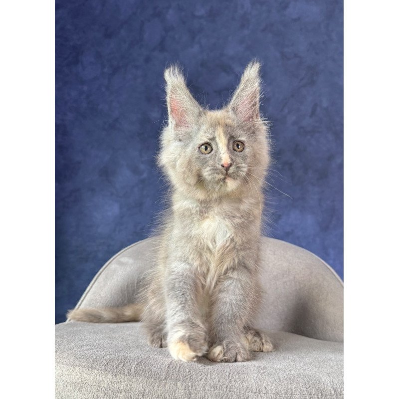 Maine Coon NOV Siri