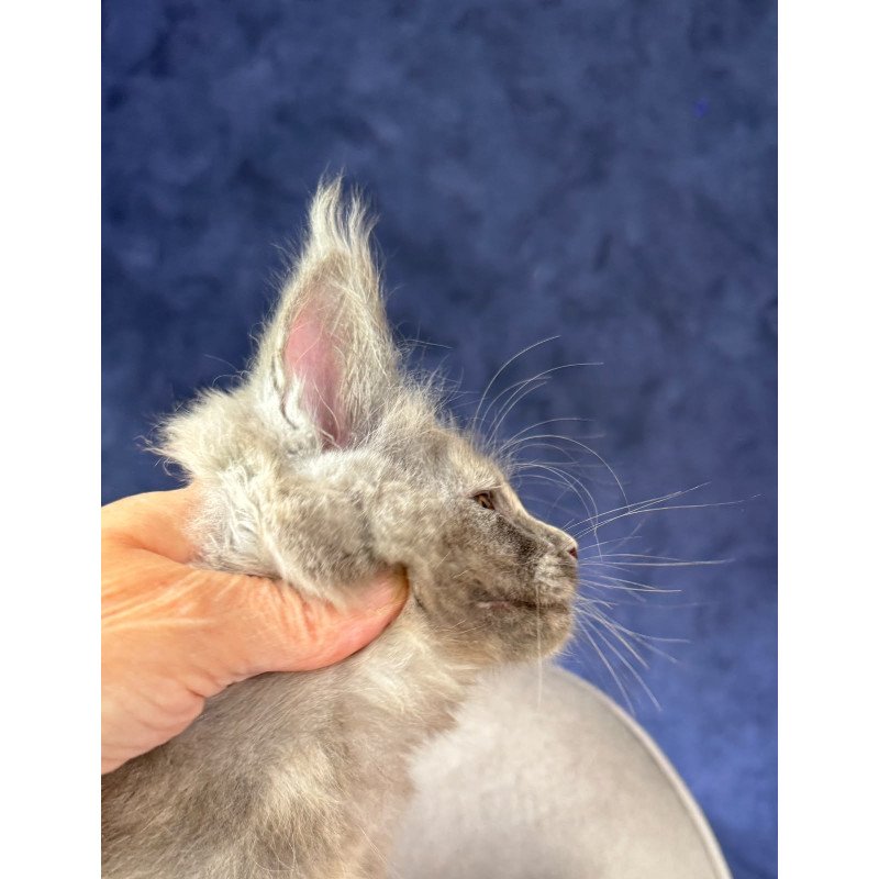 Maine Coon NOV Siri