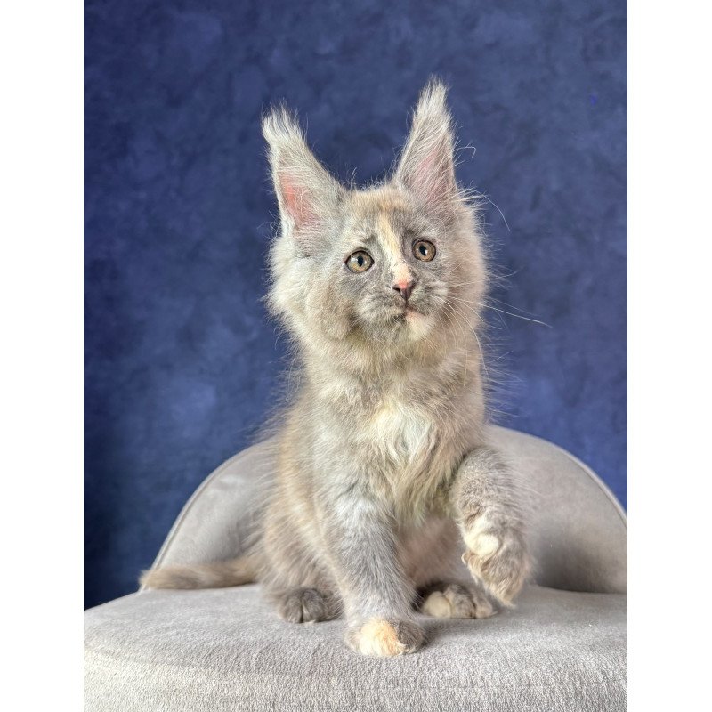 Maine Coon NOV Siri