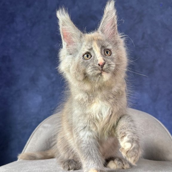 Maine Coon NOV Siri