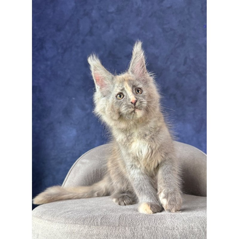 Maine Coon NOV Siri